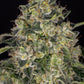 Insane OG - Cannaseuse - Curated Genetics - Barney's Farm