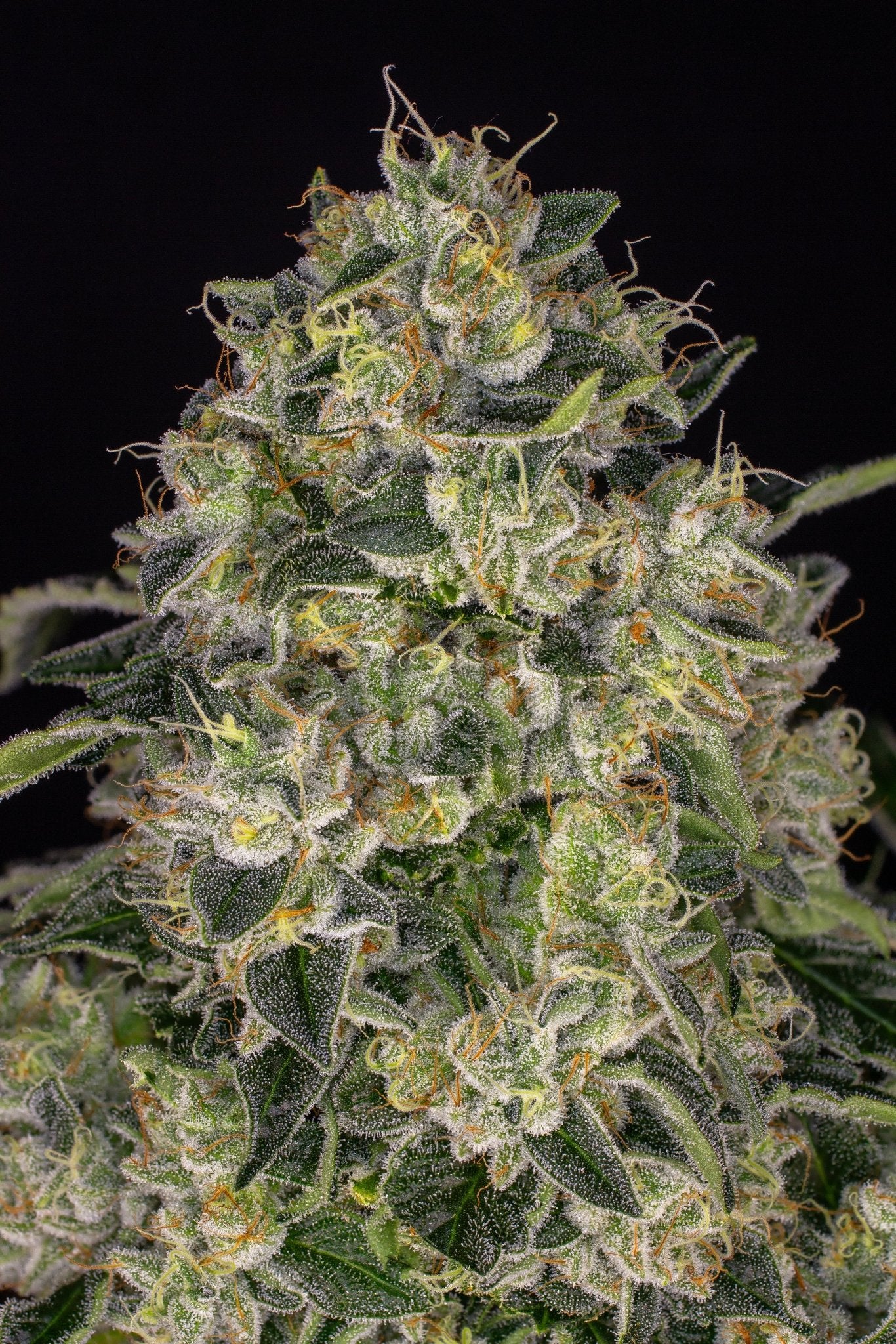 Insane OG - Cannaseuse - Curated Genetics - Barney's Farm