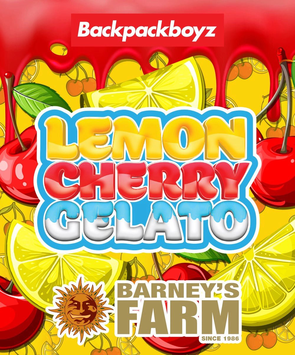 Lemon Cherry Gelato - Cannaseuse - Curated Genetics - Barney's Farm