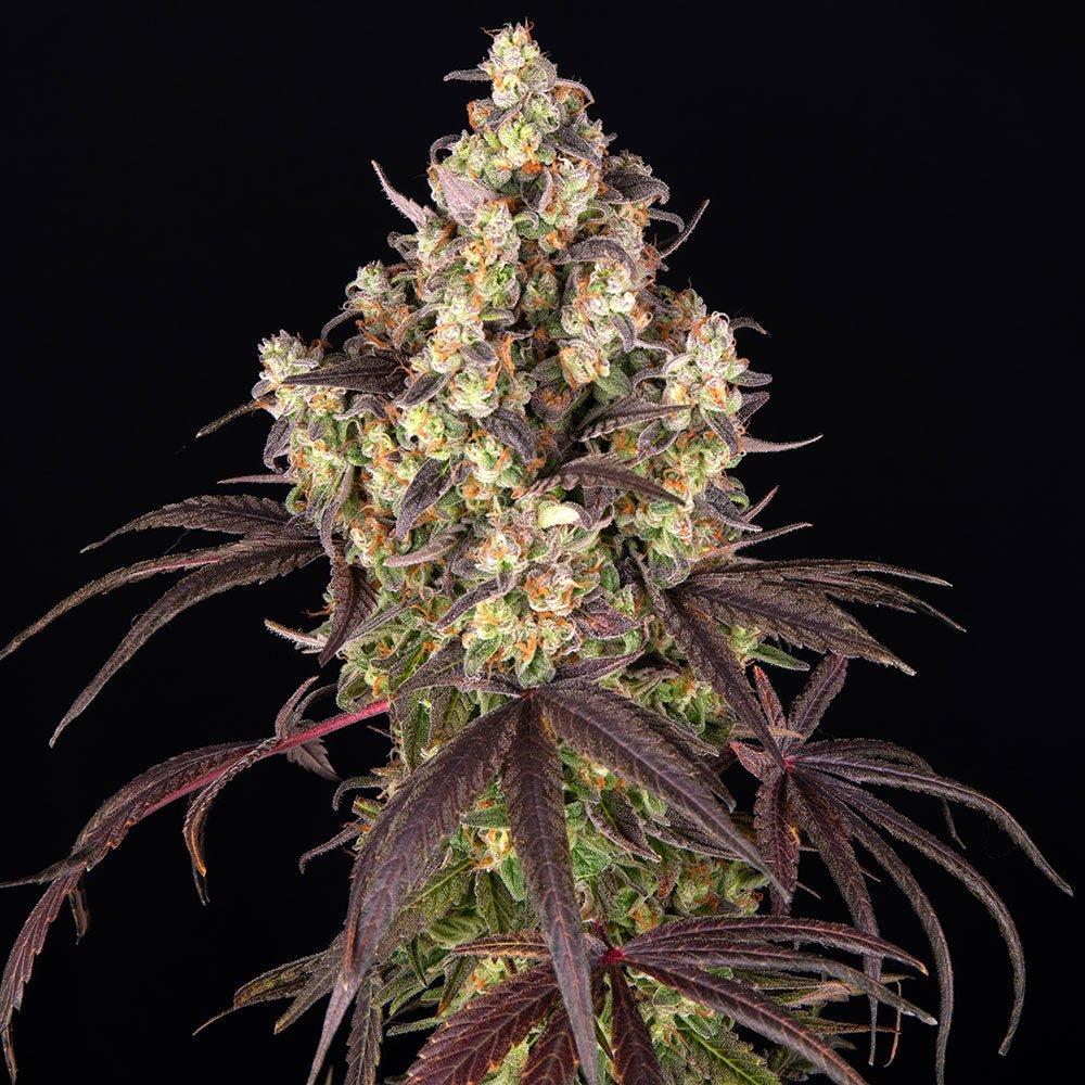 Lemon Cherry Gelato - Cannaseuse - Curated Genetics - Barney's Farm
