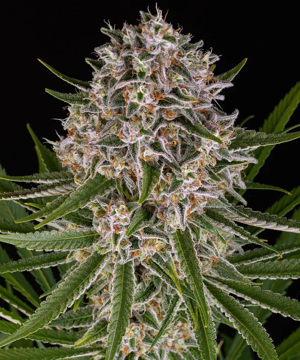 Lemon Haze Auto - Cannaseuse - Curated Genetics - Barney's Farm