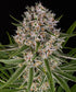 Lemon Haze Auto - Cannaseuse - Curated Genetics - Barney&