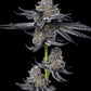 LFG - Cannaseuse - Curated Genetics - Barney's Farm