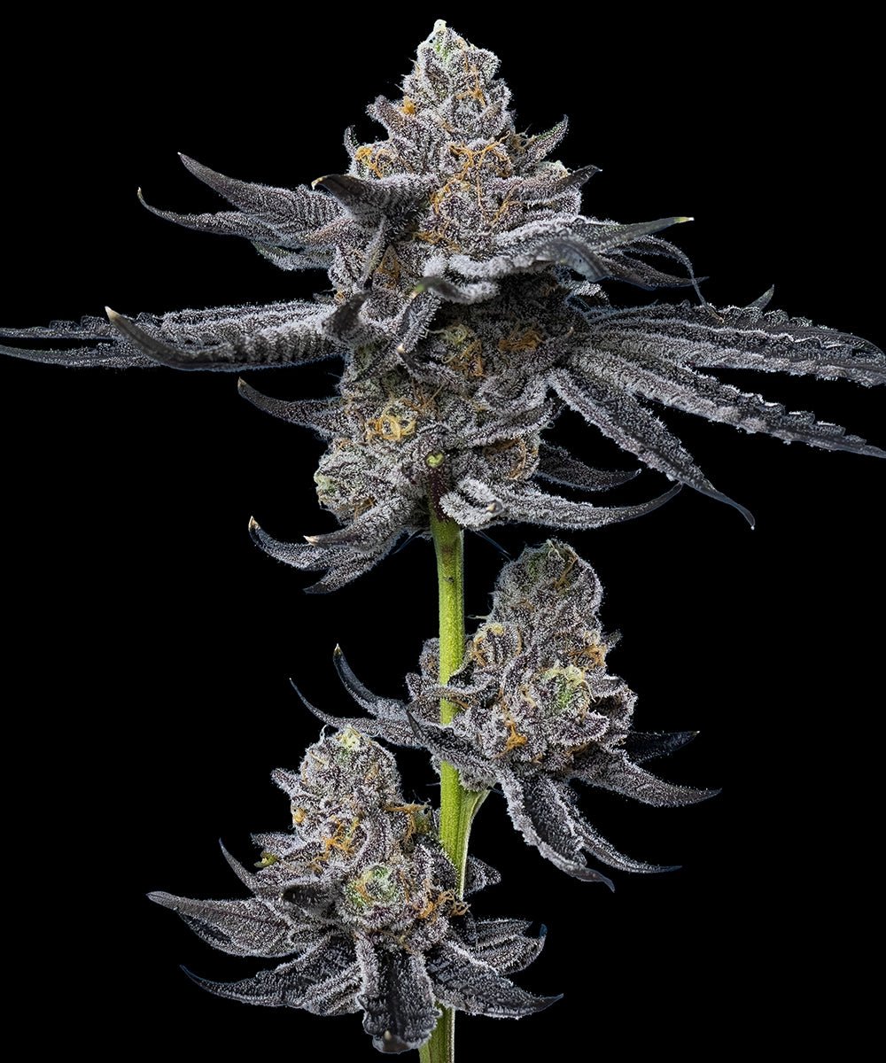 LFG - Cannaseuse - Curated Genetics - Barney's Farm