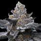 LFG - Cannaseuse - Curated Genetics - Barney's Farm