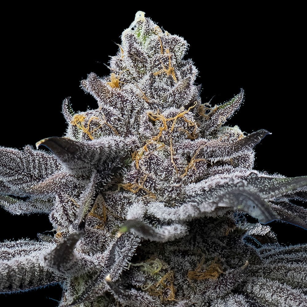 LFG - Cannaseuse - Curated Genetics - Barney's Farm