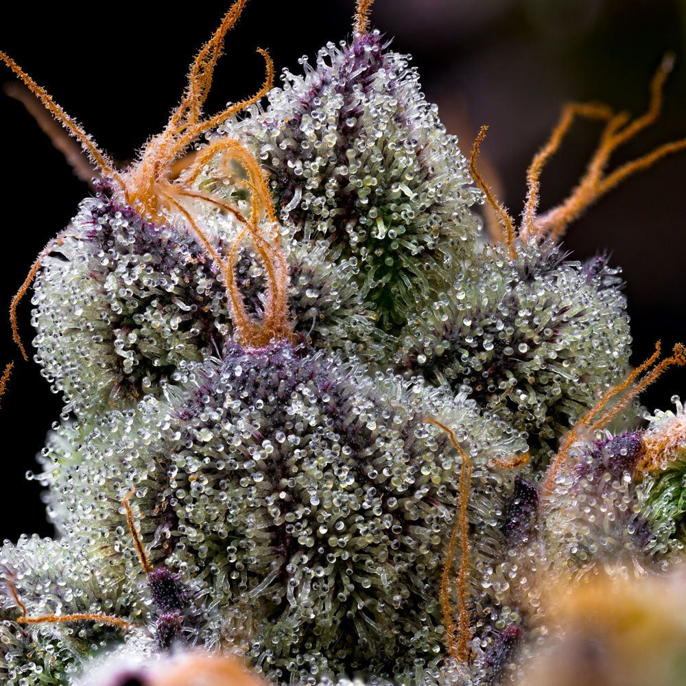 LFG - Cannaseuse - Curated Genetics - Barney's Farm