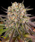 Limoncello - Cannaseuse - Curated Genetics - Barney&