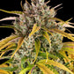LSD Auto - Cannaseuse - Curated Genetics - Barney's Farm