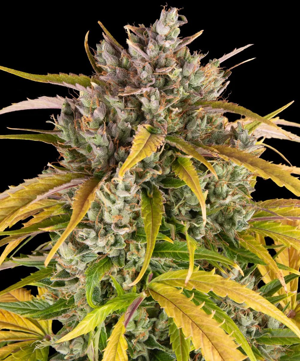LSD Auto - Cannaseuse - Curated Genetics - Barney's Farm