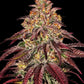 Mimosa x Orange Punch Auto - Cannaseuse - Curated Genetics - Barney's Farm