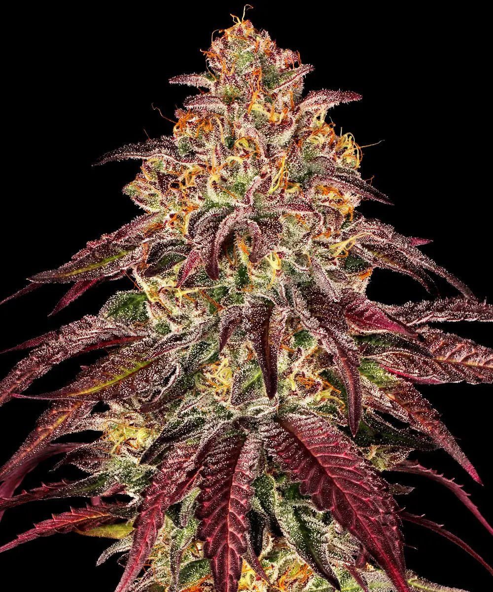Mimosa x Orange Punch Auto - Cannaseuse - Curated Genetics - Barney's Farm