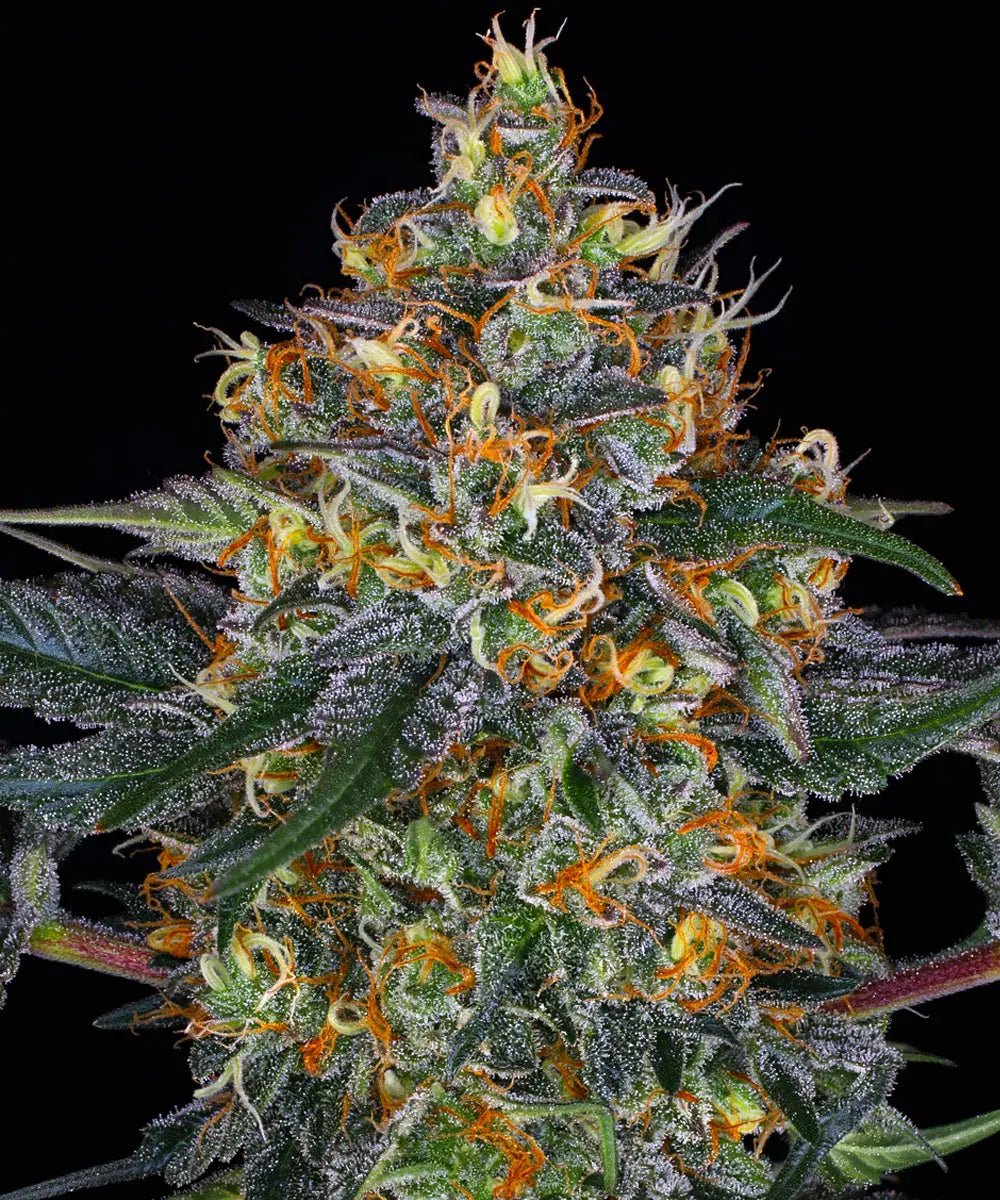 Moby Dick Auto - Cannaseuse - Curated Genetics - Barney's Farm