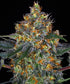 Moby Dick Auto - Cannaseuse - Curated Genetics - Barney&