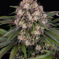OG Kush Auto - Cannaseuse - Curated Genetics - Barney's Farm
