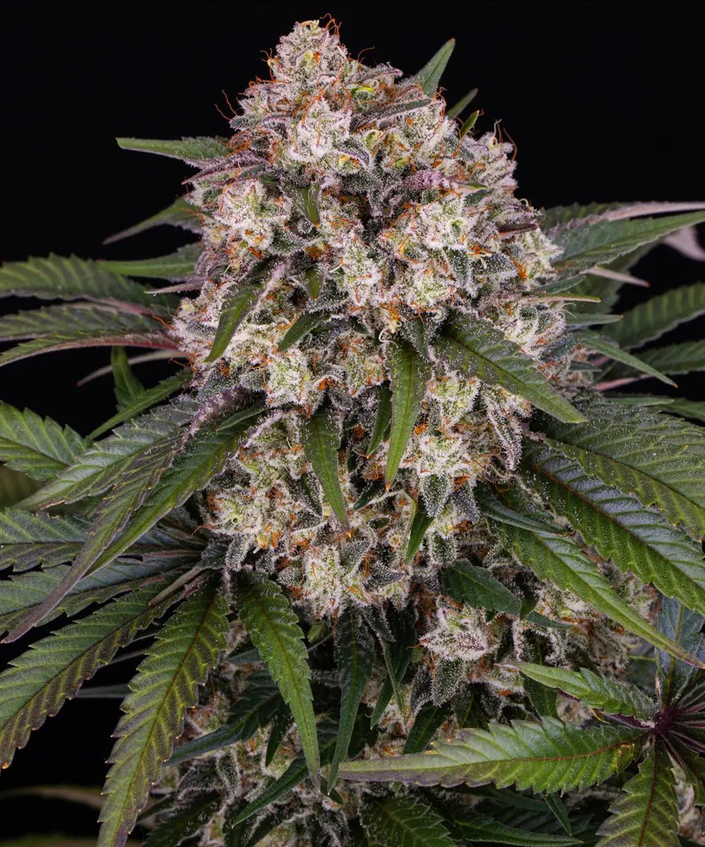 OG Kush Auto - Cannaseuse - Curated Genetics - Barney's Farm