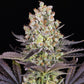 Papaya Frosting - Cannaseuse - Curated Genetics - Barney's Farm