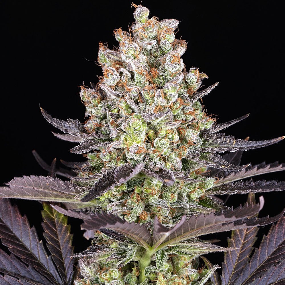Papaya Frosting - Cannaseuse - Curated Genetics - Barney's Farm
