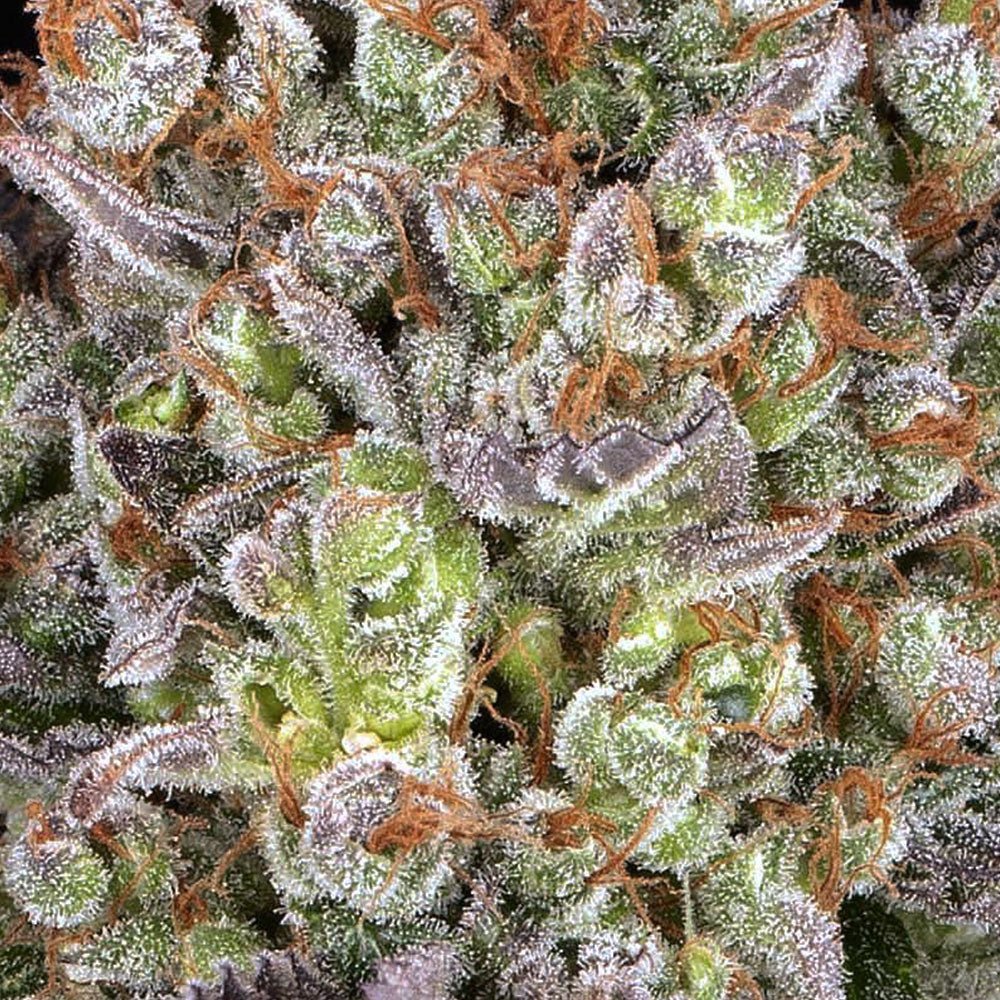 Papaya Frosting - Cannaseuse - Curated Genetics - Barney's Farm