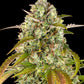 Pineapple Express Auto - Cannaseuse - Curated Genetics - Barney's Farm