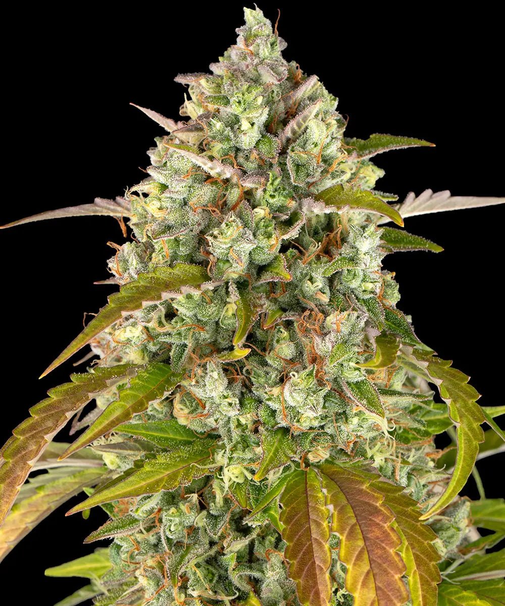 Pineapple Express Auto - Cannaseuse - Curated Genetics - Barney's Farm