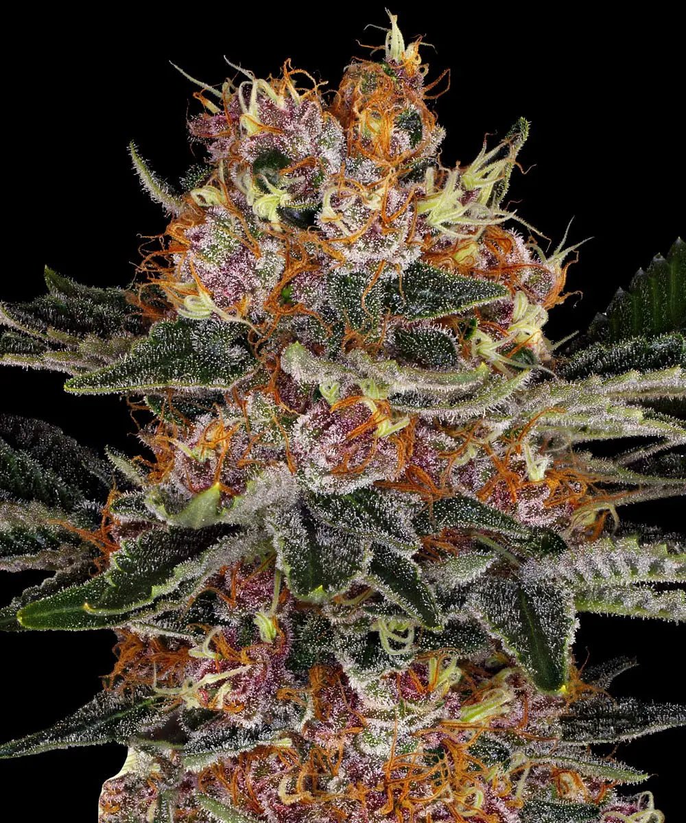 Purple Punch Auto - Cannaseuse - Curated Genetics - Barney's Farm