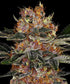 Purple Punch Auto - Cannaseuse - Curated Genetics - Barney&