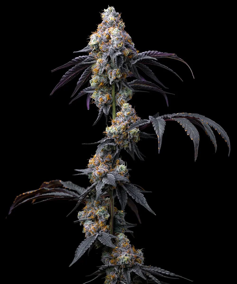 Rainbow Sherbet - Cannaseuse - Curated Genetics - Barney's Farm