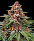 Runtz Auto - Cannaseuse - Curated Genetics - Barney&