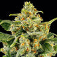 Skunk #1 - Cannaseuse - Curated Genetics - Barney's Farm