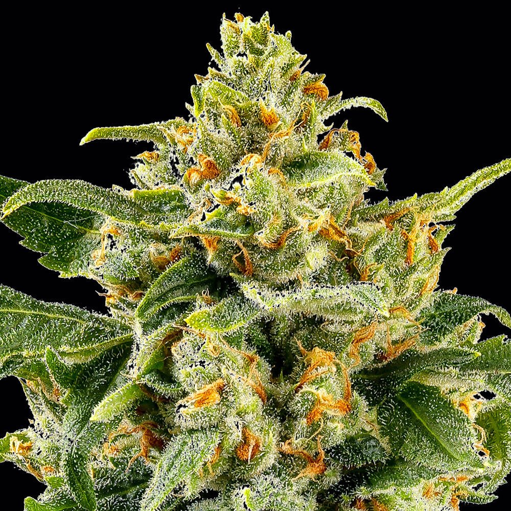 Skunk #1 - Cannaseuse - Curated Genetics - Barney's Farm