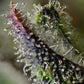 Skunk #1 - Cannaseuse - Curated Genetics - Barney's Farm