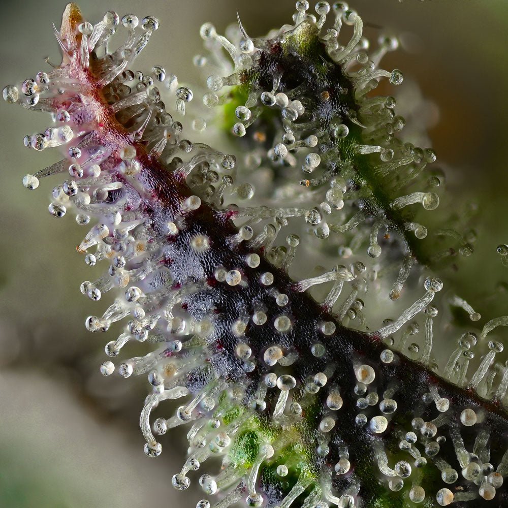 Skunk #1 - Cannaseuse - Curated Genetics - Barney's Farm