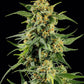 Skunk #1 - Cannaseuse - Curated Genetics - Barney's Farm