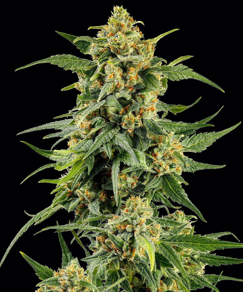 Skunk #1 - Cannaseuse - Curated Genetics - Barney's Farm