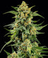 Skunk 