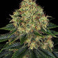 Skywalker OG Auto - Cannaseuse - Curated Genetics - Barney's Farm