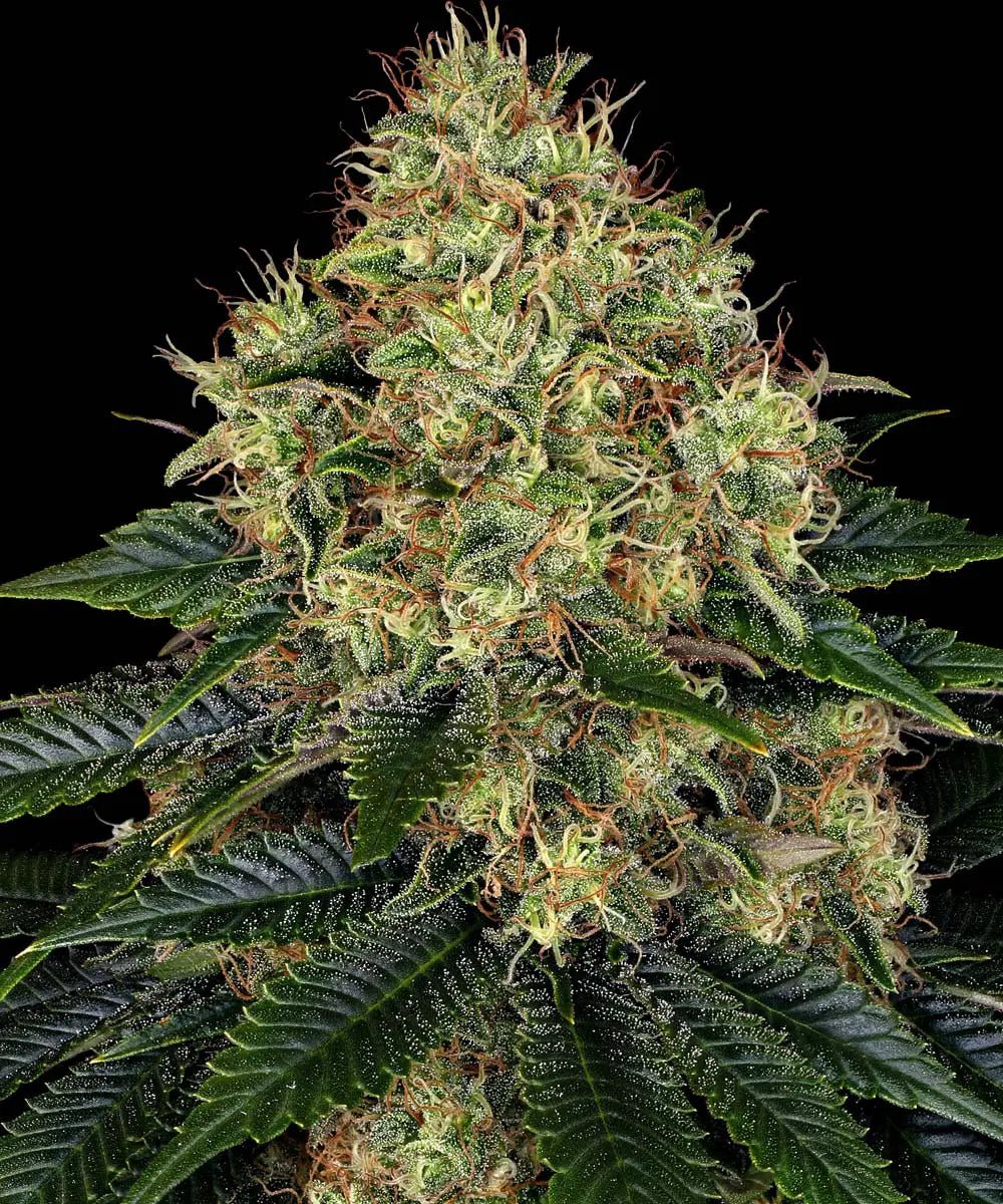 Skywalker OG Auto - Cannaseuse - Curated Genetics - Barney's Farm