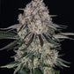 Sour Diesel Auto - Cannaseuse - Curated Genetics - Barney's Farm