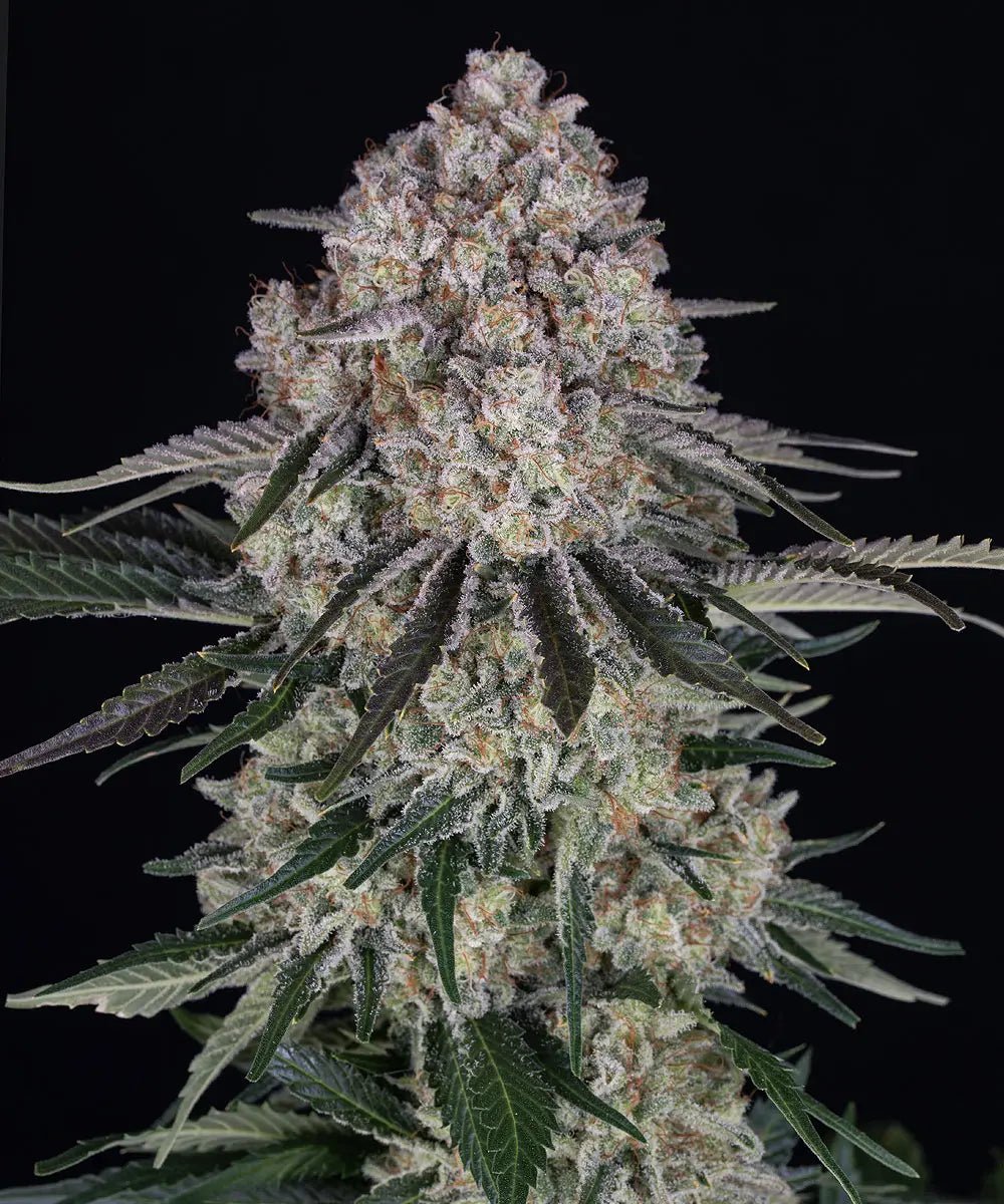 Sour Diesel Auto - Cannaseuse - Curated Genetics - Barney's Farm