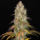 Thin Mint × Sour Pinot Auto - Cannaseuse - Curated Genetics - Barney's Farm