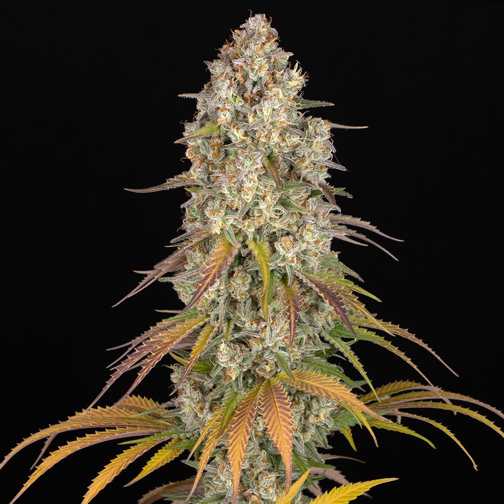Thin Mint × Sour Pinot Auto - Cannaseuse - Curated Genetics - Barney's Farm