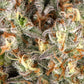 Thin Mint × Sour Pinot Auto - Cannaseuse - Curated Genetics - Barney's Farm