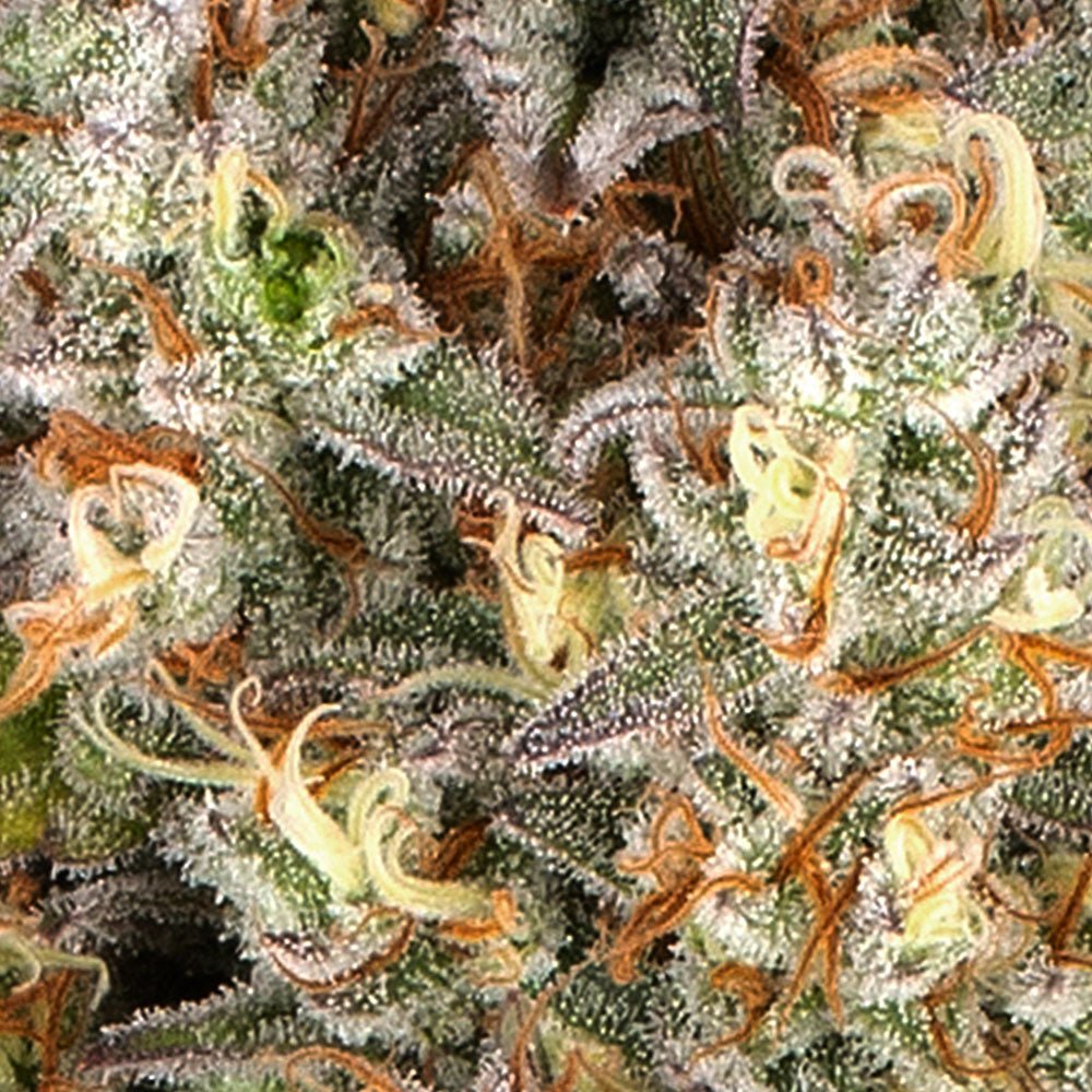 Thin Mint × Sour Pinot Auto - Cannaseuse - Curated Genetics - Barney's Farm