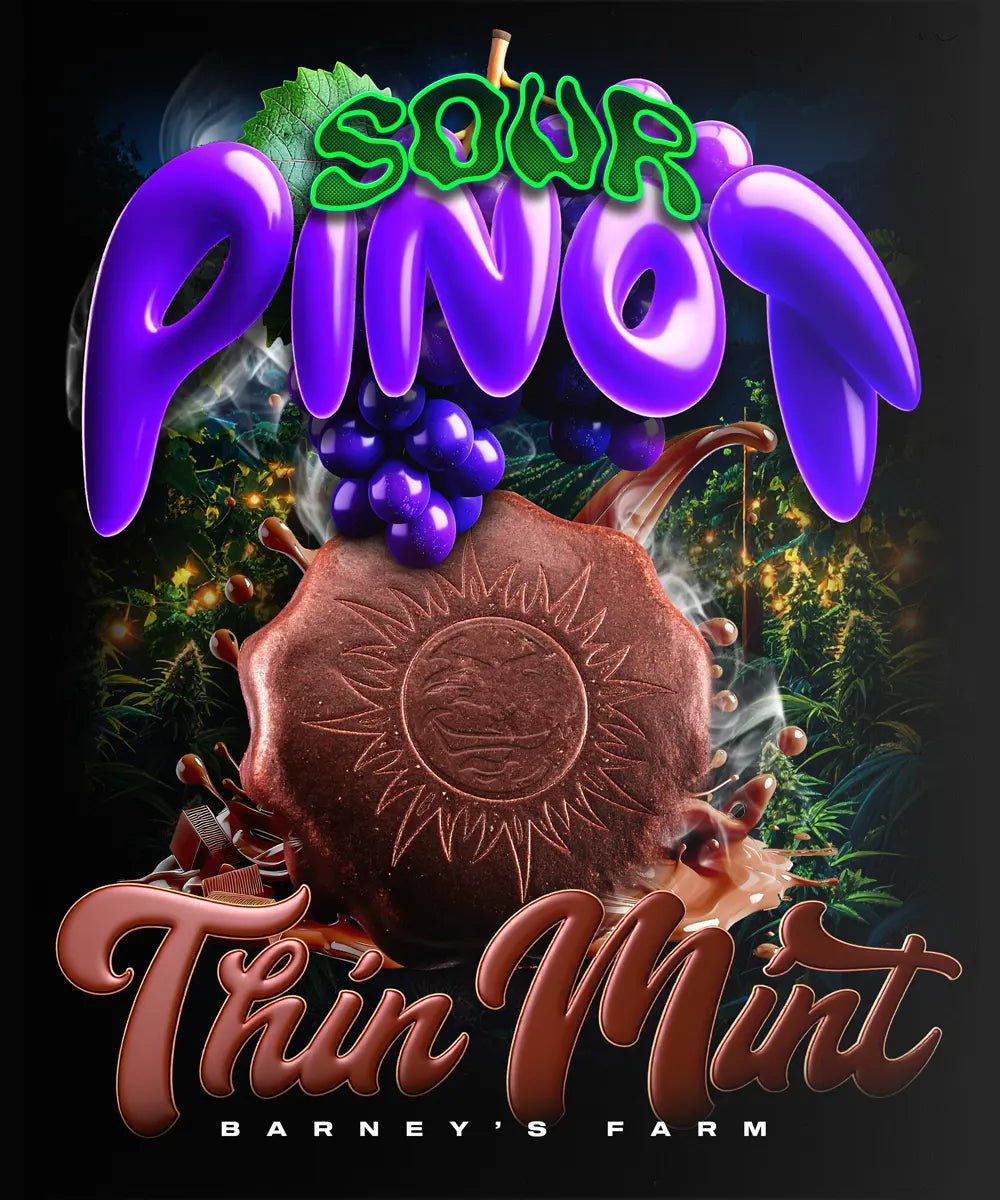 Thin Mint × Sour Pinot Auto - Cannaseuse - Curated Genetics - Barney's Farm