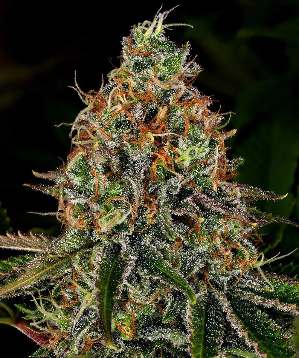 Tangerine Dream Auto - Cannaseuse - Curated Genetics - Barney's Farm