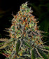 Tangerine Dream Auto - Cannaseuse - Curated Genetics - Barney&