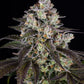 Trainwreck - Cannaseuse - Curated Genetics - Barney's Farm