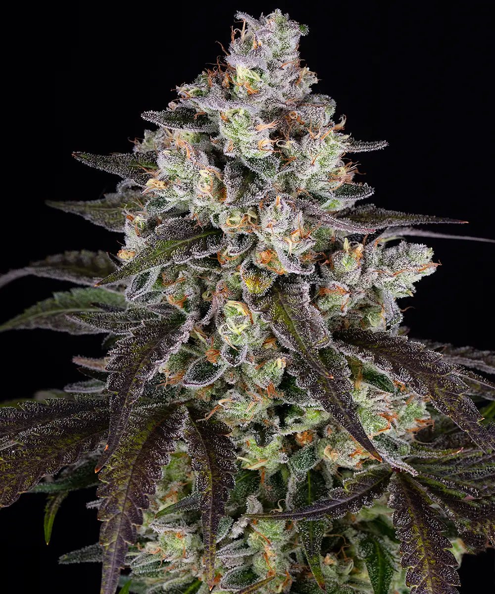 Trainwreck - Cannaseuse - Curated Genetics - Barney's Farm