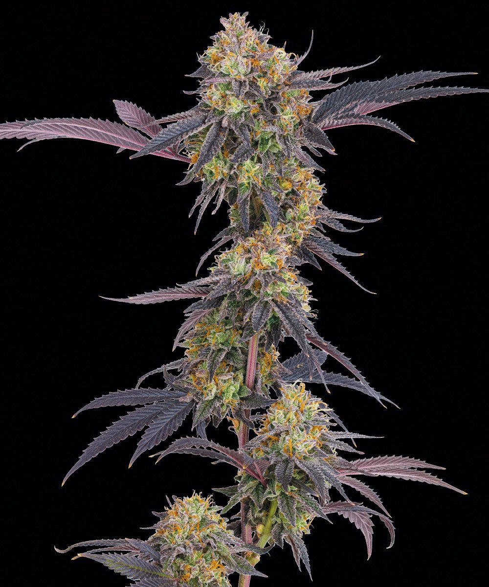 Tropicana Cherry - Cannaseuse - Curated Genetics - Barney's Farm